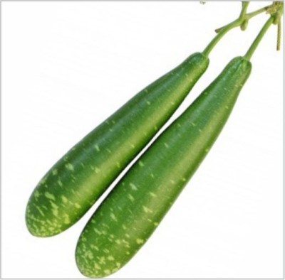 HY. BOTTLE GOURD AMUL